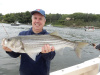 Jim's Merrimack River striped bass